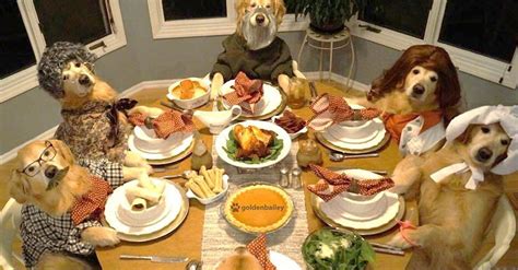 Magical dinner dusf for dogs